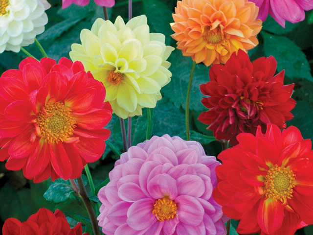 blommor i olika färger blommor i olika färger
